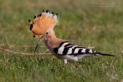 Hoopoe (Upupa epops)