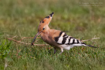 Hoopoe (Upupa epops)