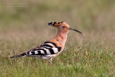 Hoopoe (Upupa epops)