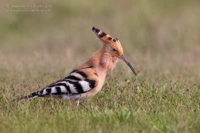 Hoopoe (Upupa epops)