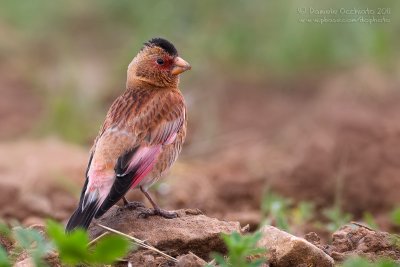 Eurasian Crimson-winged Finch (Rhodopechys alienus)
