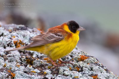 Black-headed Bunting (Emberiza melanocephala)