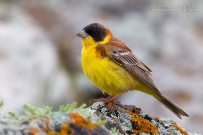 Black-headed Bunting (Emberiza melanocephala)