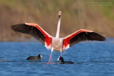 Flamingo (Phoenicopterus roseus)