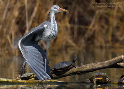 Grey Heron (Ardea cinerea)