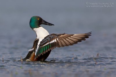 Northern Shoveler (Anas clypeata)