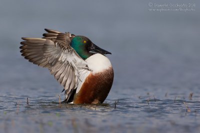 Northern Shoveler (Anas clypeata)