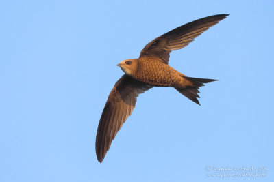 Pallid Swift (Apus pallidus ssp brehemorum)