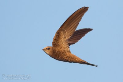 Pallid Swift (Apus pallidus ssp brehemorum)