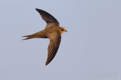 Pallid Swift (Apus pallidus ssp brehemorum)