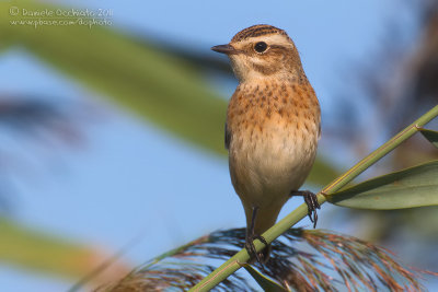 Whinchat (Saxicola rubetra)