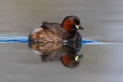 Little Grebe (Tachybaptus ruficollis)