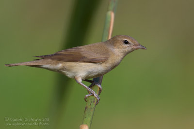 Garden Warbler (Sylvia borin)