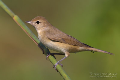 Garden Warbler (Sylvia borin)