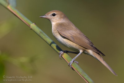 Garden Warbler (Sylvia borin)