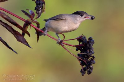 Blackcap (Sylvia atricapilla)