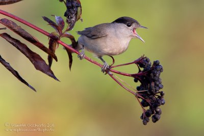 Blackcap (Sylvia atricapilla)