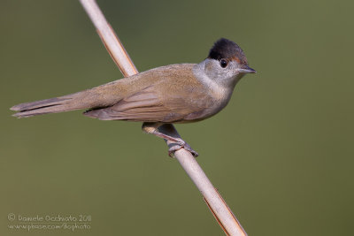 Blackcap (Sylvia atricapilla)