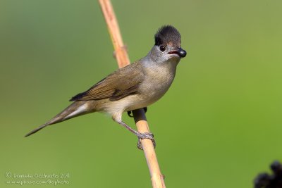 Blackcap (Sylvia atricapilla)