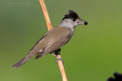 Blackcap (Sylvia atricapilla)