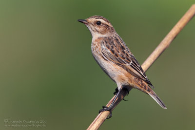 Whinchat (Saxicola rubetra)