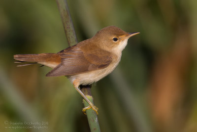 Eurasian Reed Warbler (Acrocephalus scirpaceus)