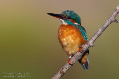 Common Kingfisher (Alcedo atthis)