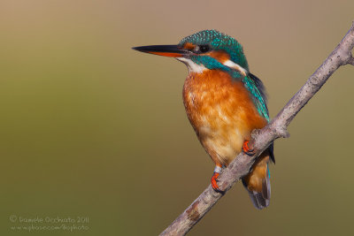 Common Kingfisher (Alcedo atthis)