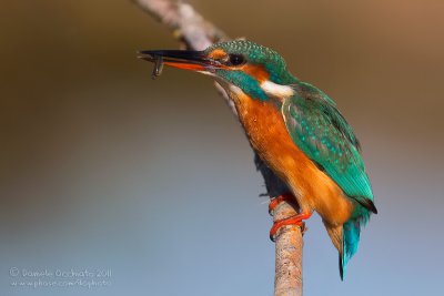 Common Kingfisher (Alcedo atthis)