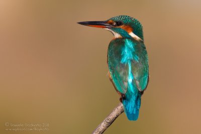 Common Kingfisher (Alcedo atthis)