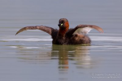 Little Grebe (Tachybaptus ruficollis)