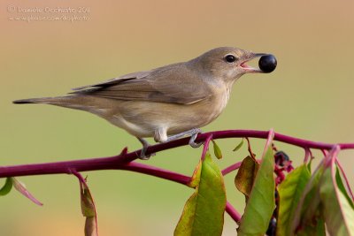 Garden Warbler (Sylvia borin)