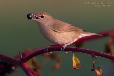 Garden Warbler (Sylvia borin)