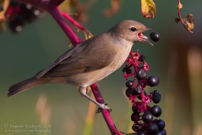 Garden Warbler (Sylvia borin)