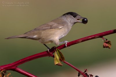 Blackcap (Sylvia atricapilla)