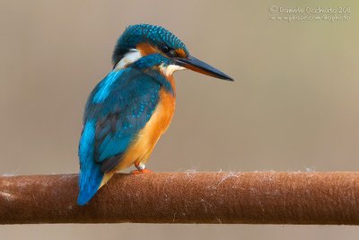 Common Kingfisher (Alcedo atthis)