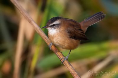 Moustached Warbler (Acrocephalus melanopogon)