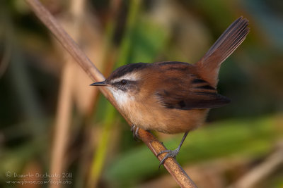 Moustached Warbler (Acrocephalus melanopogon)