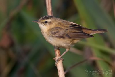 Sedge Warbler (Acrocephalus schoenobaenus)