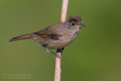 Blackcap (Sylvia atricapilla)