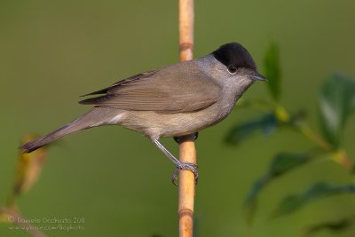 Blackcap (Sylvia atricapilla)