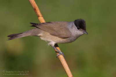 Blackcap (Sylvia atricapilla)