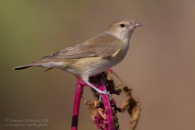 Garden Warbler (Sylvia borin)