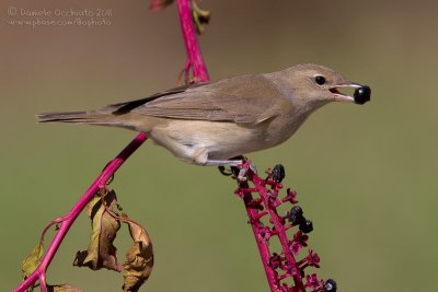 Garden Warbler (Sylvia borin)