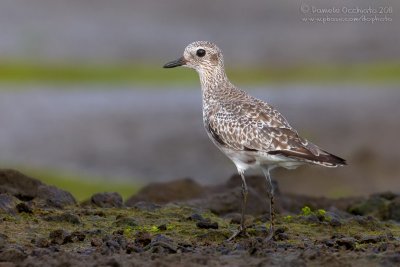 Grey Plover (Pluvialis squatarola)