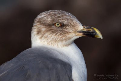 Yellow-legged Gull (Larus michahellis atlantis)