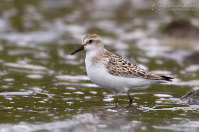 Semipalmated Sandpiper (Calidris pusilla)