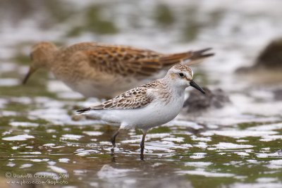 Semipalmated Sandpiper (Calidris pusilla)