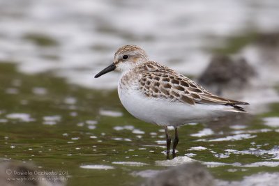 Semipalmated Sandpiper (Calidris pusilla)