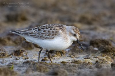 Semipalmated Sandpiper (Calidris pusilla)